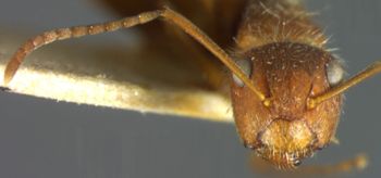 Media type: image; Entomology 22952   Aspect: head frontal view
